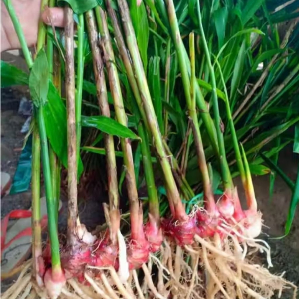 Bibit jahe merah unggul