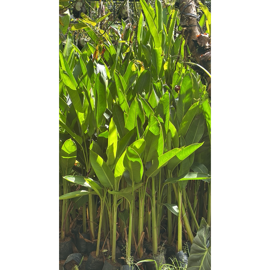 TANAMAN PISANG BOGOR