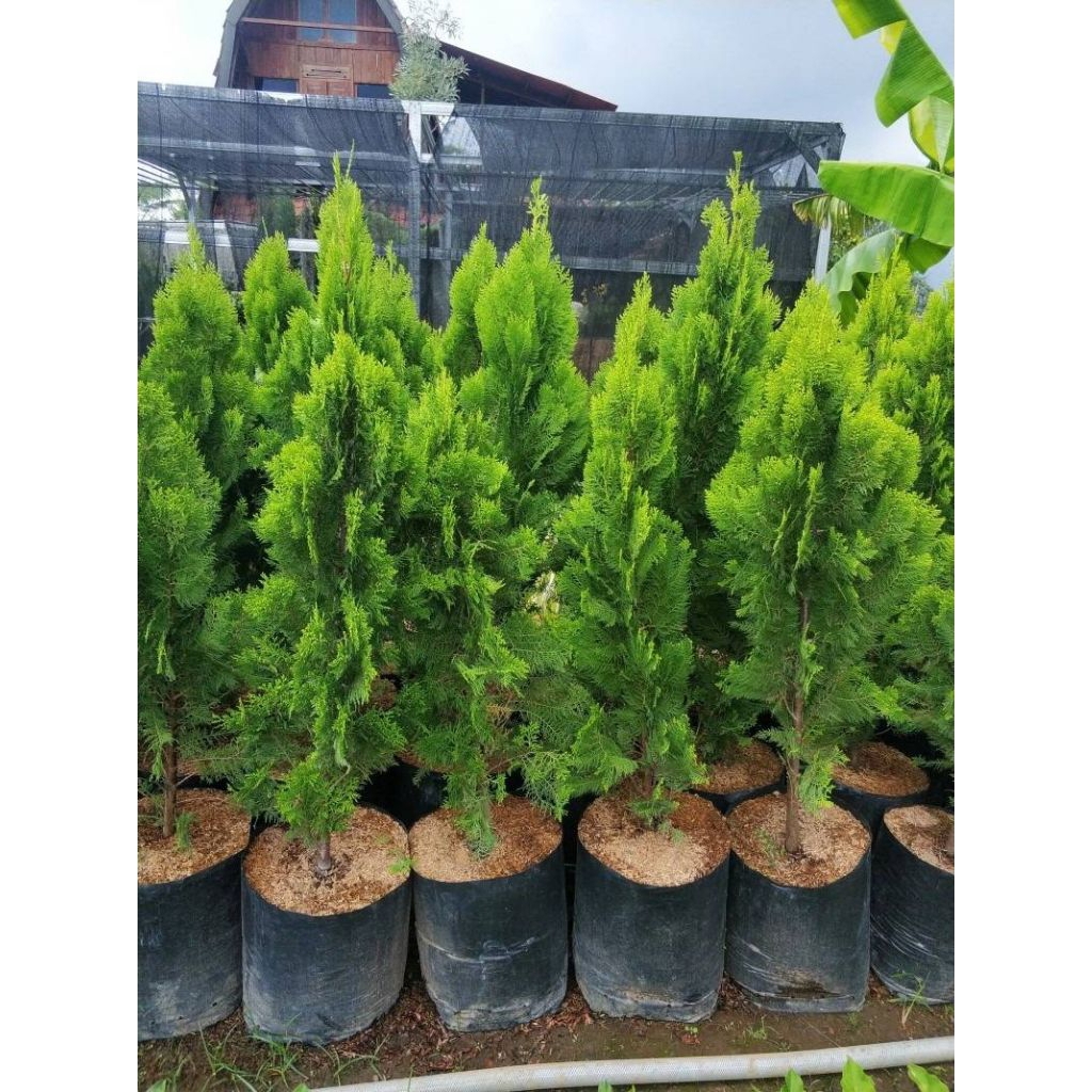 POHON CEMARA KIPAS TINGGI 1 METER//TANAMAN HIAS CEMARA KIPAS//POHON NATAL CEMARA