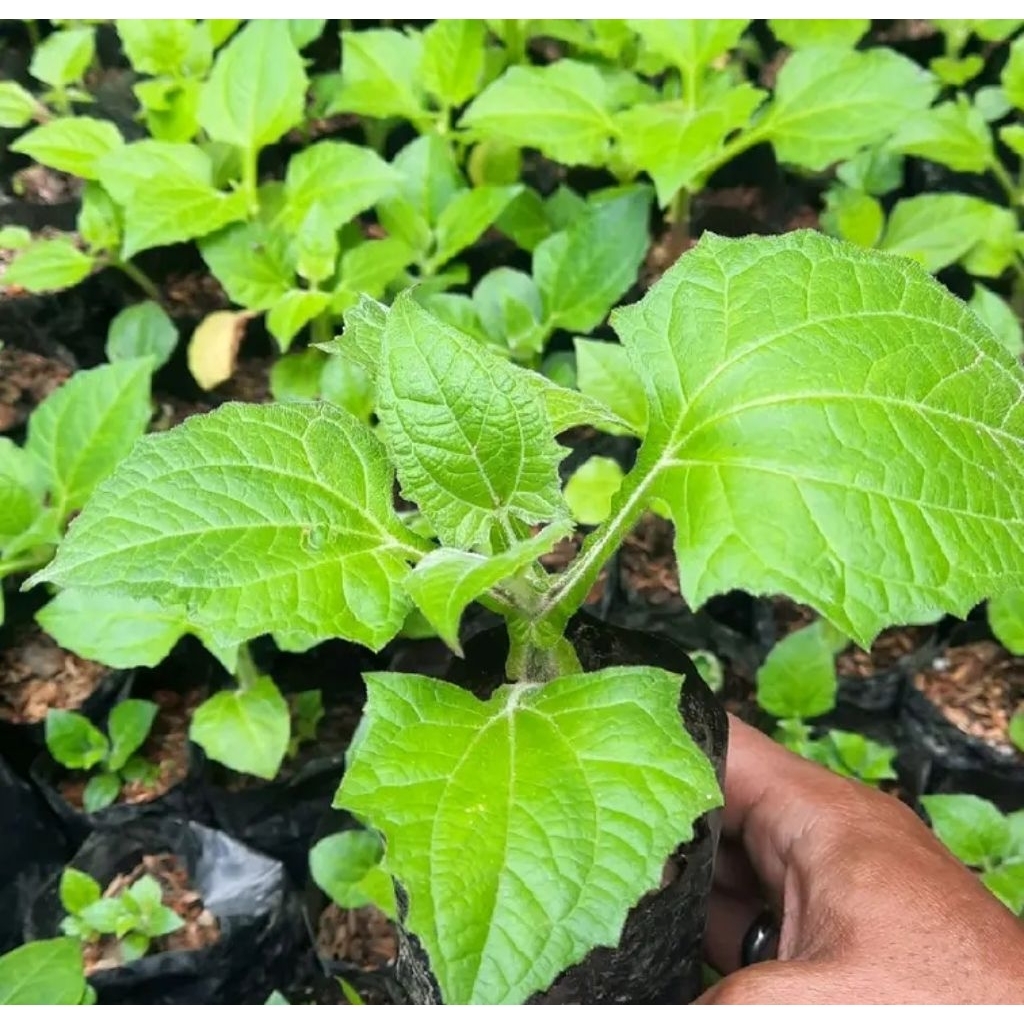 Bibit Umbi Yacon Asli // Tunas Rimpang Yakon TERMURAH