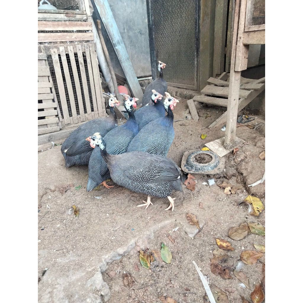 Ayam Mutiara Umur 1 Bulan