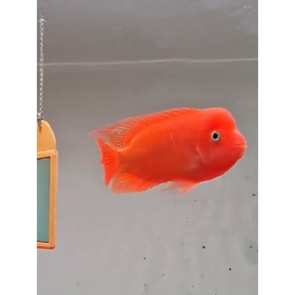 Burayak Louhan SRM Super Red Monkey Thailand, Warna Merah Menawan, Asli Thailand, Kualitas Unggulan