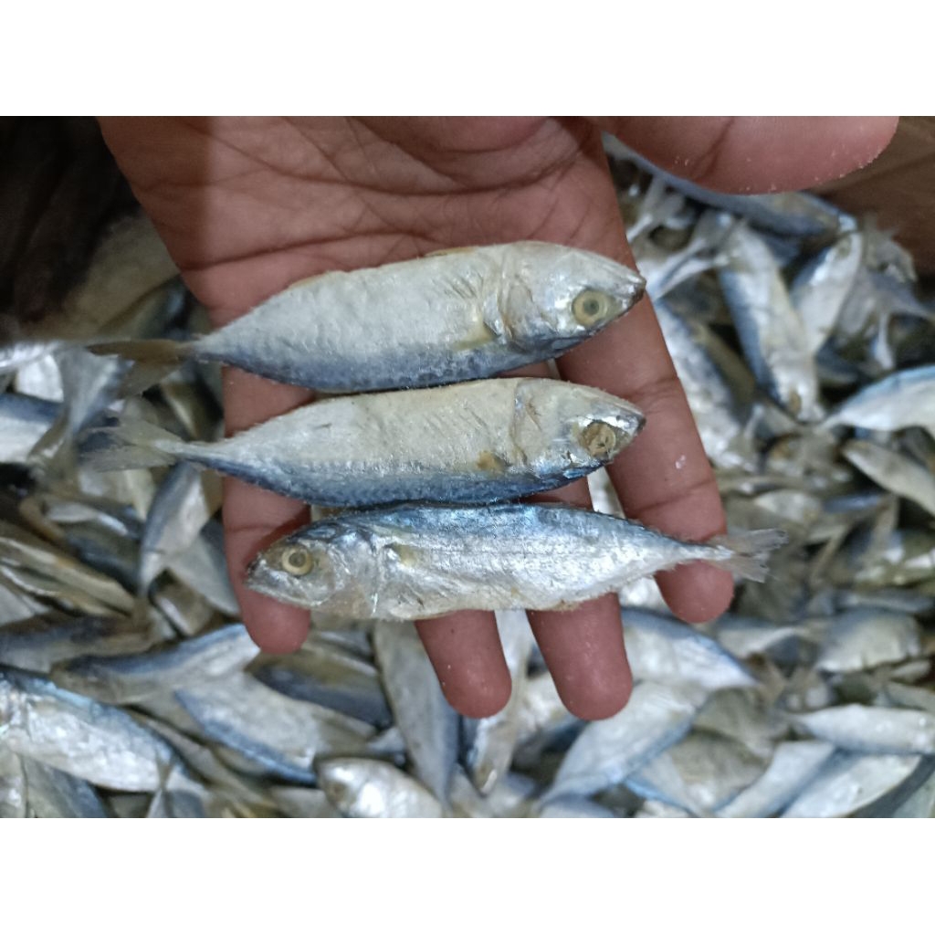 ikan peda kering 1 kg /ikan kembung kering / ikan peda PREMIUM TERMURAH