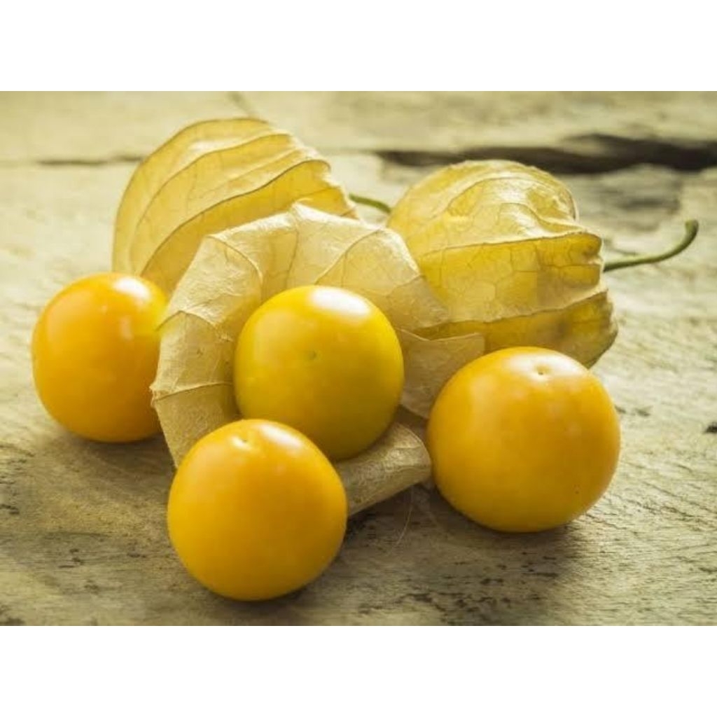 cecenet/ceplukan segar