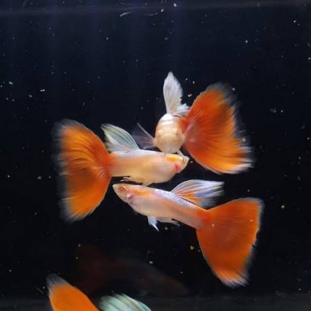 Guppy Sky red (BERGARANSI)