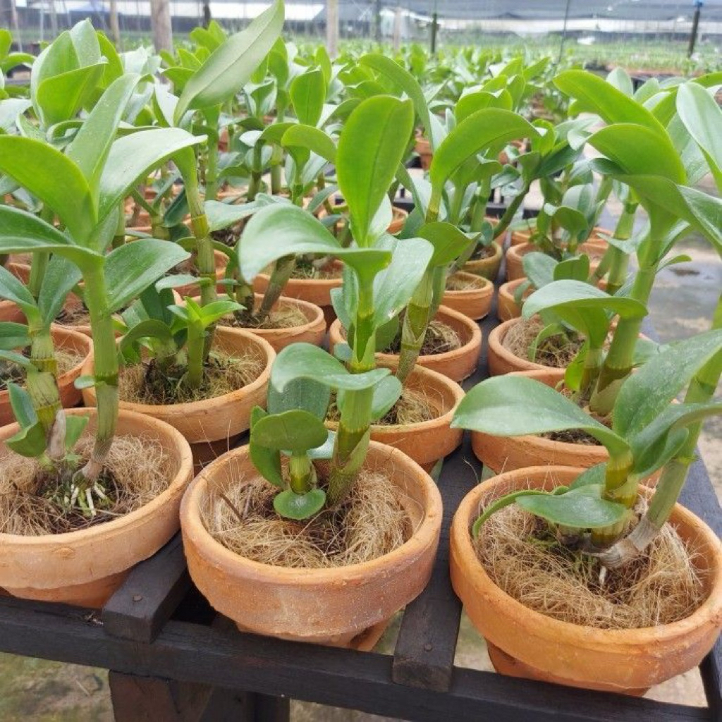 Bibit tanaman anggrek dendrobium-Bibit anggrek dendrobium