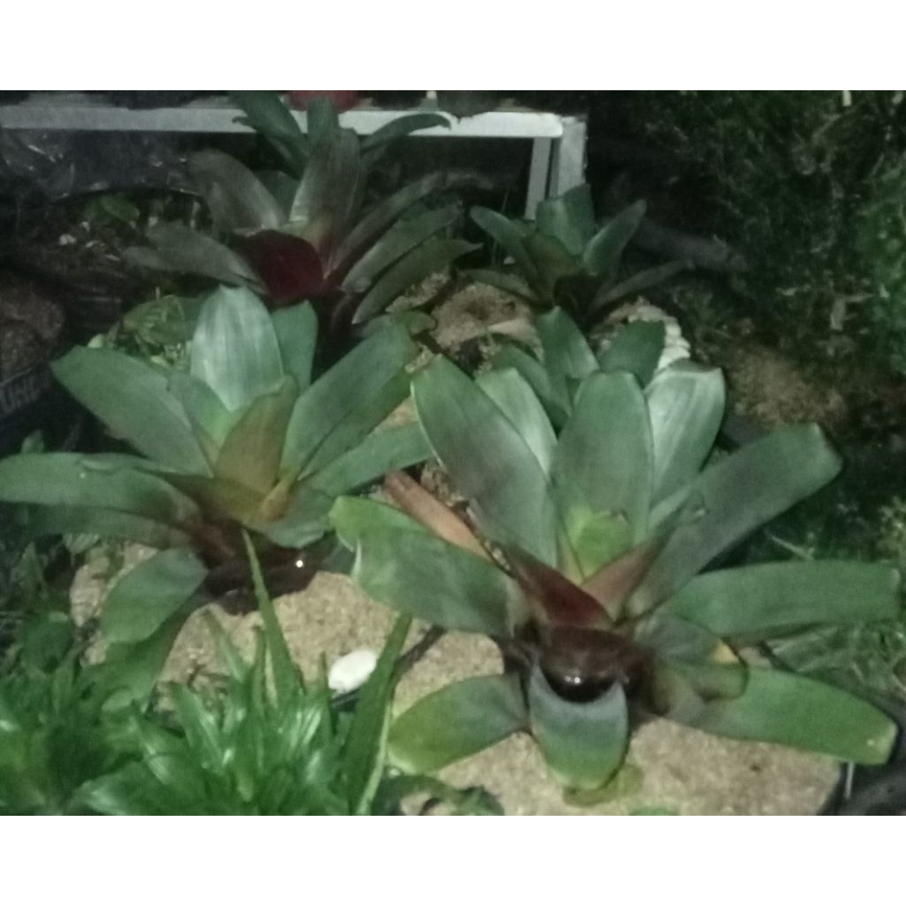 BROMELIA GIANT MERAH