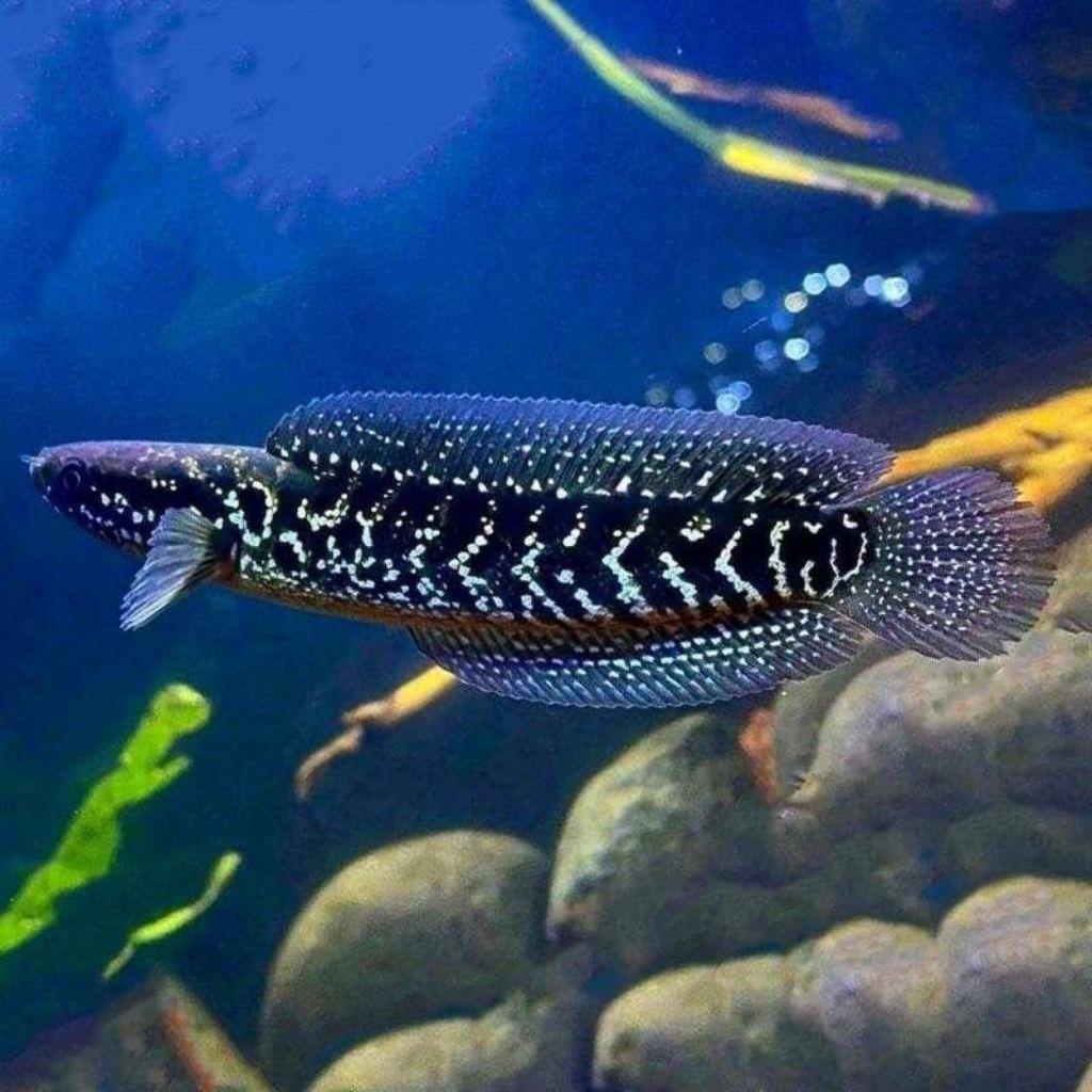 Chana Asiatica WS 6-7 cm Ikan Gabus Hias