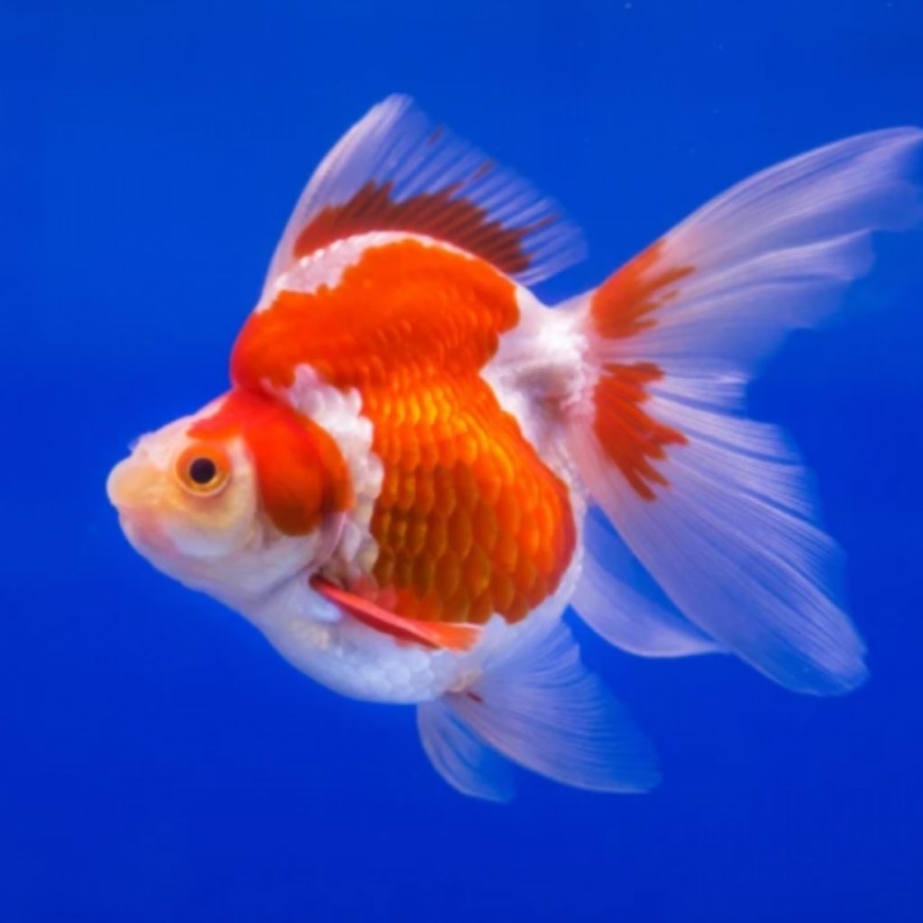 IKAN HIAS KOKI GOLDFISH RYUKIN RED WHITE SIZE XL