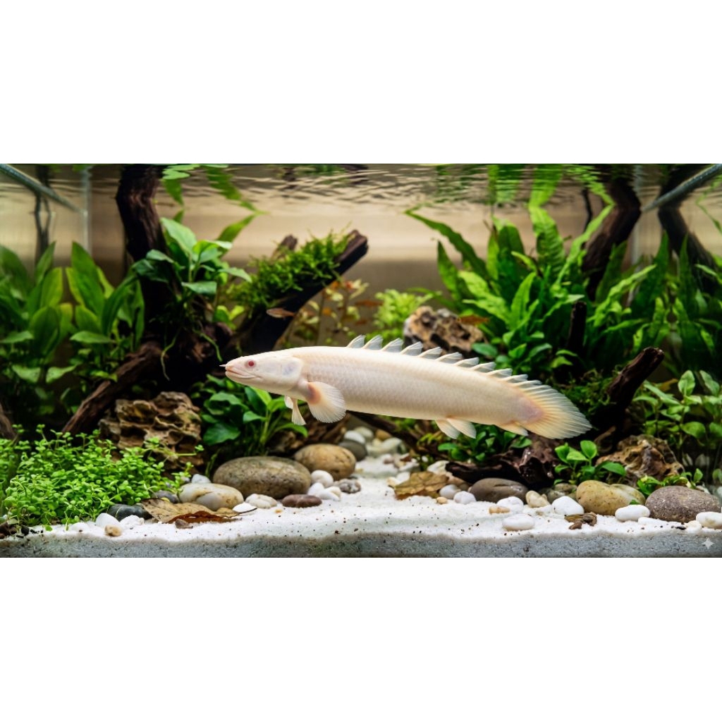 Ikan Palmas Albino Senegalus - Ikan Naga Putih Mata Merah - Predator Fish Aquascape