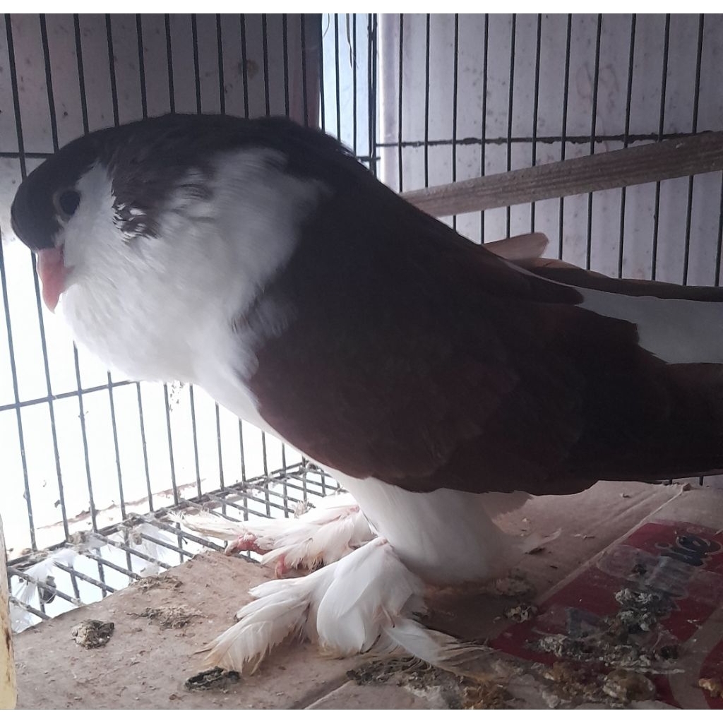 BURUNG MERPATI HIAS LAHORE RED JANTAN SATUAN