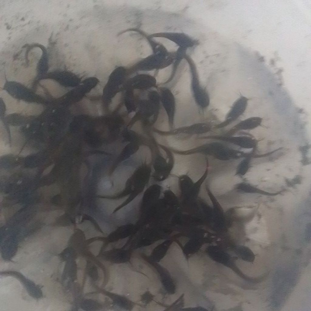 bibit lele pakan chana