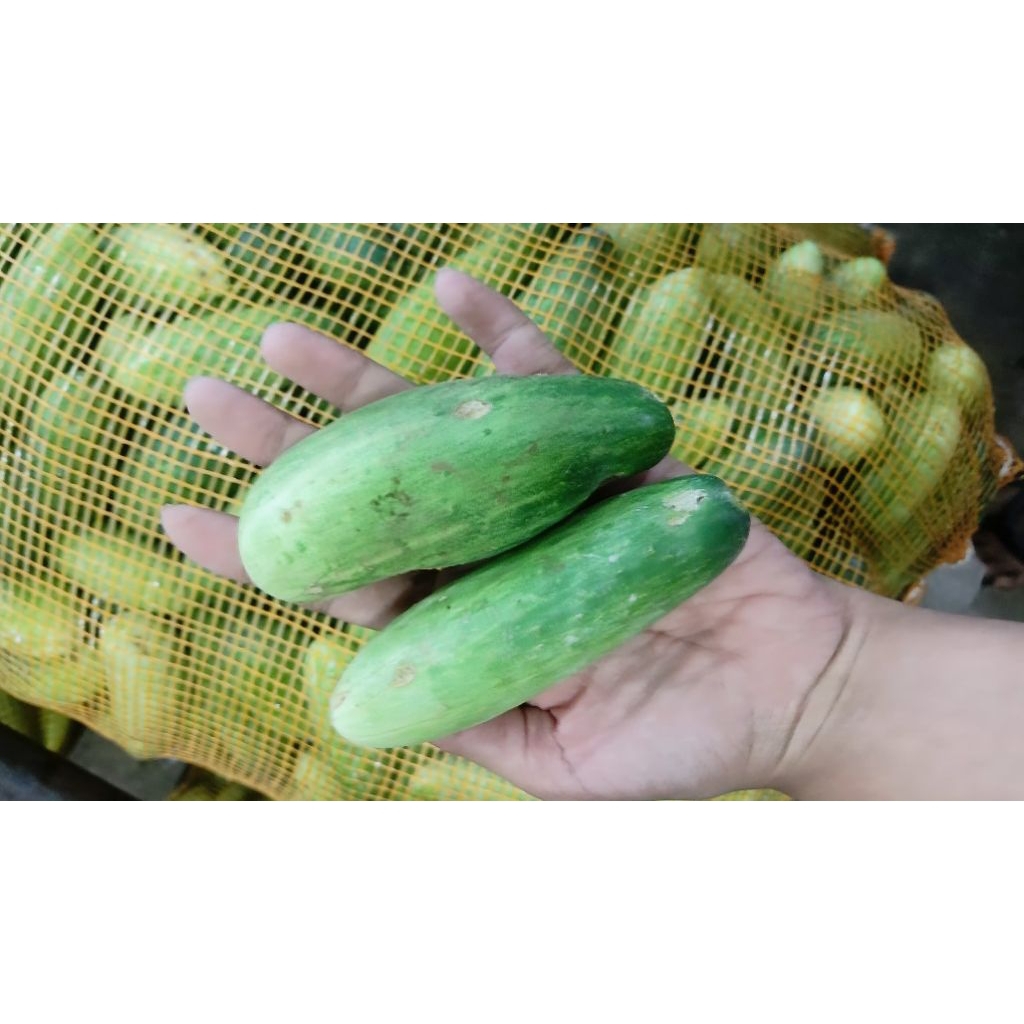 Timun baby 1 kg