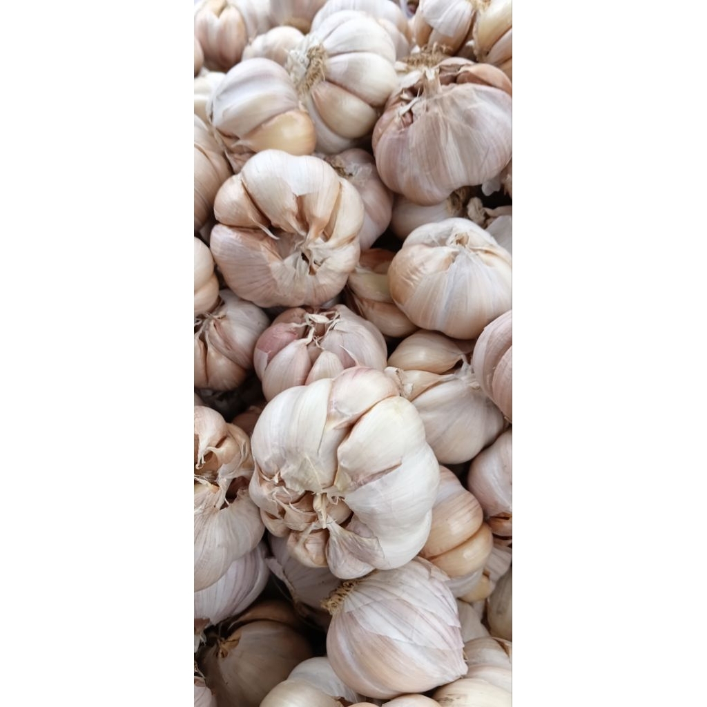 bawang putih 1kg