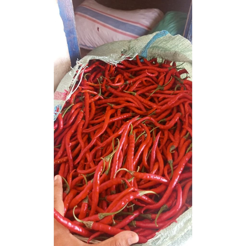 cabai merah tampar 1kg/cabe merah/ cabai tuban