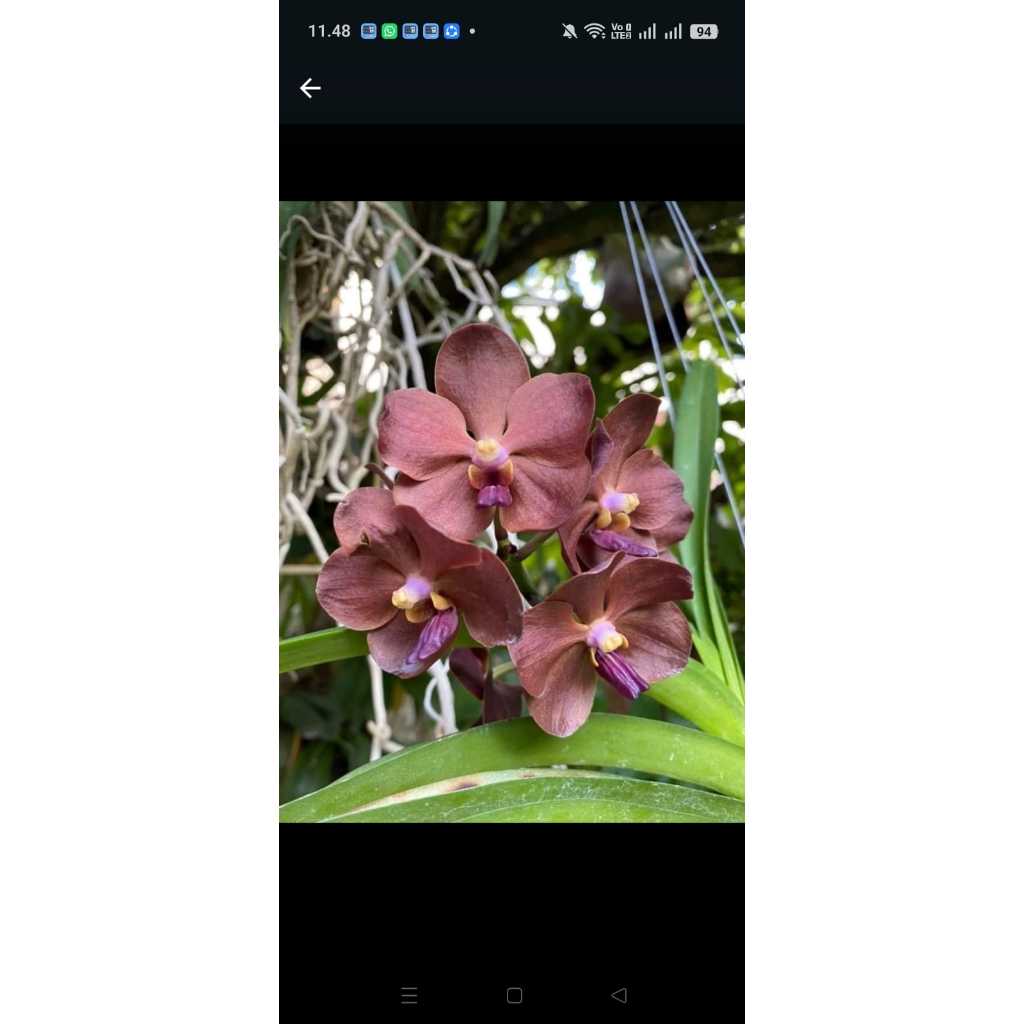 Paket anggrek bulan komplit