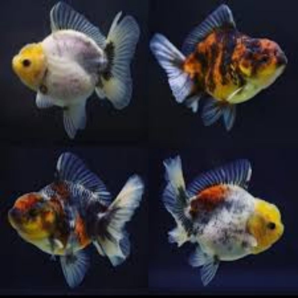 Paket 4pcs Koki Oranda Size M 678cm Oranda Calico Panda Merah Putih Hitam Tricolour mix