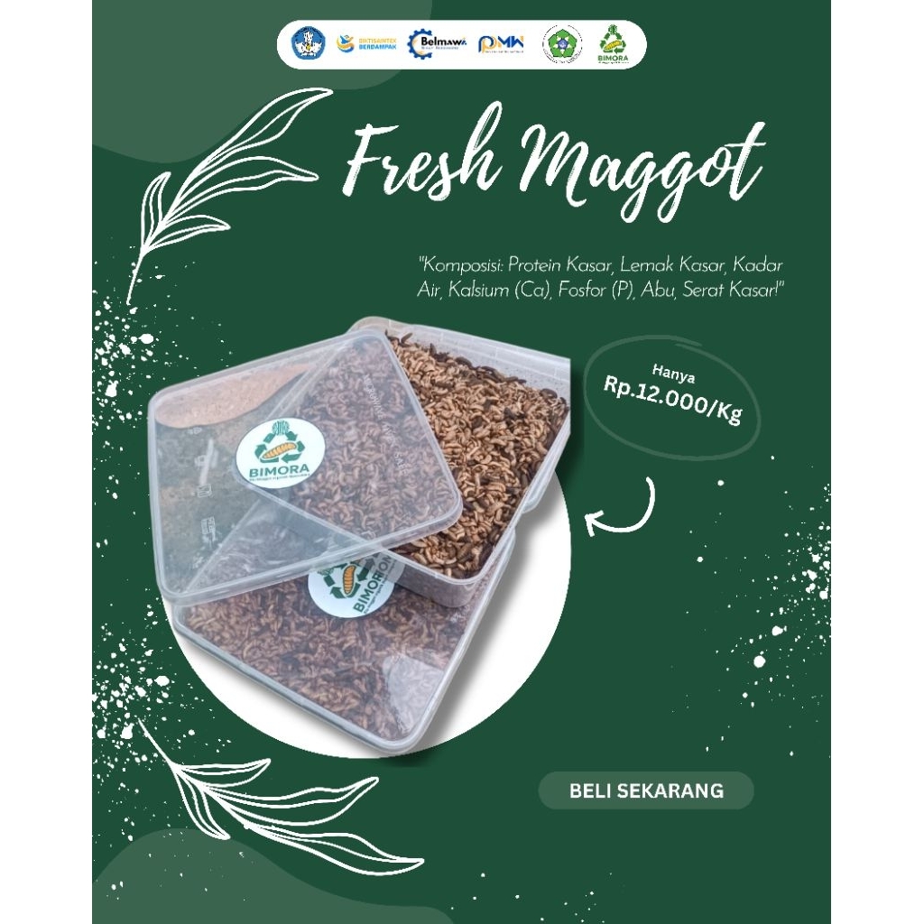 Maggot Fresh BSF 1kg - Pakan Tinggi Protein
