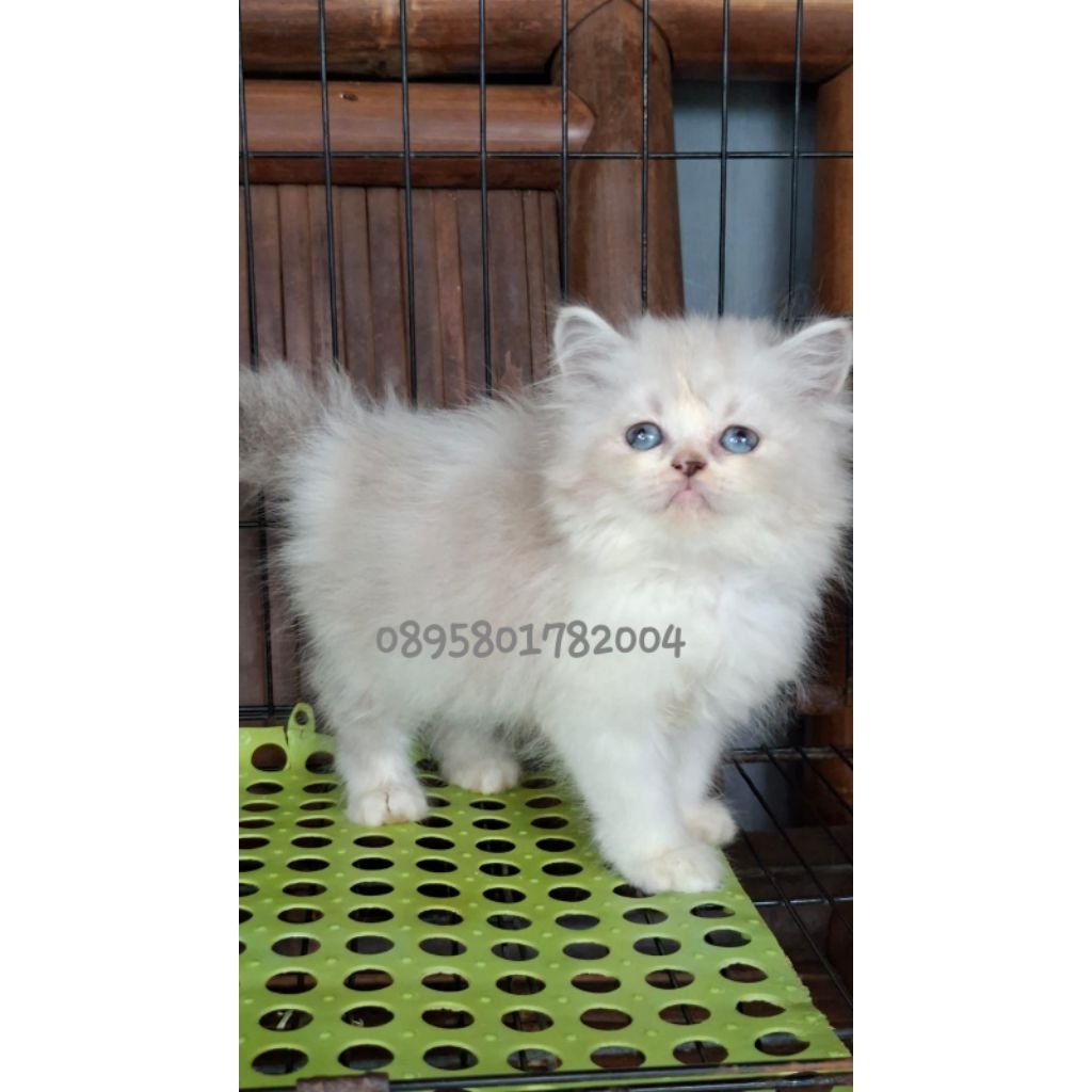 kucing persia betina/kucing himalaya /kucing ragdol