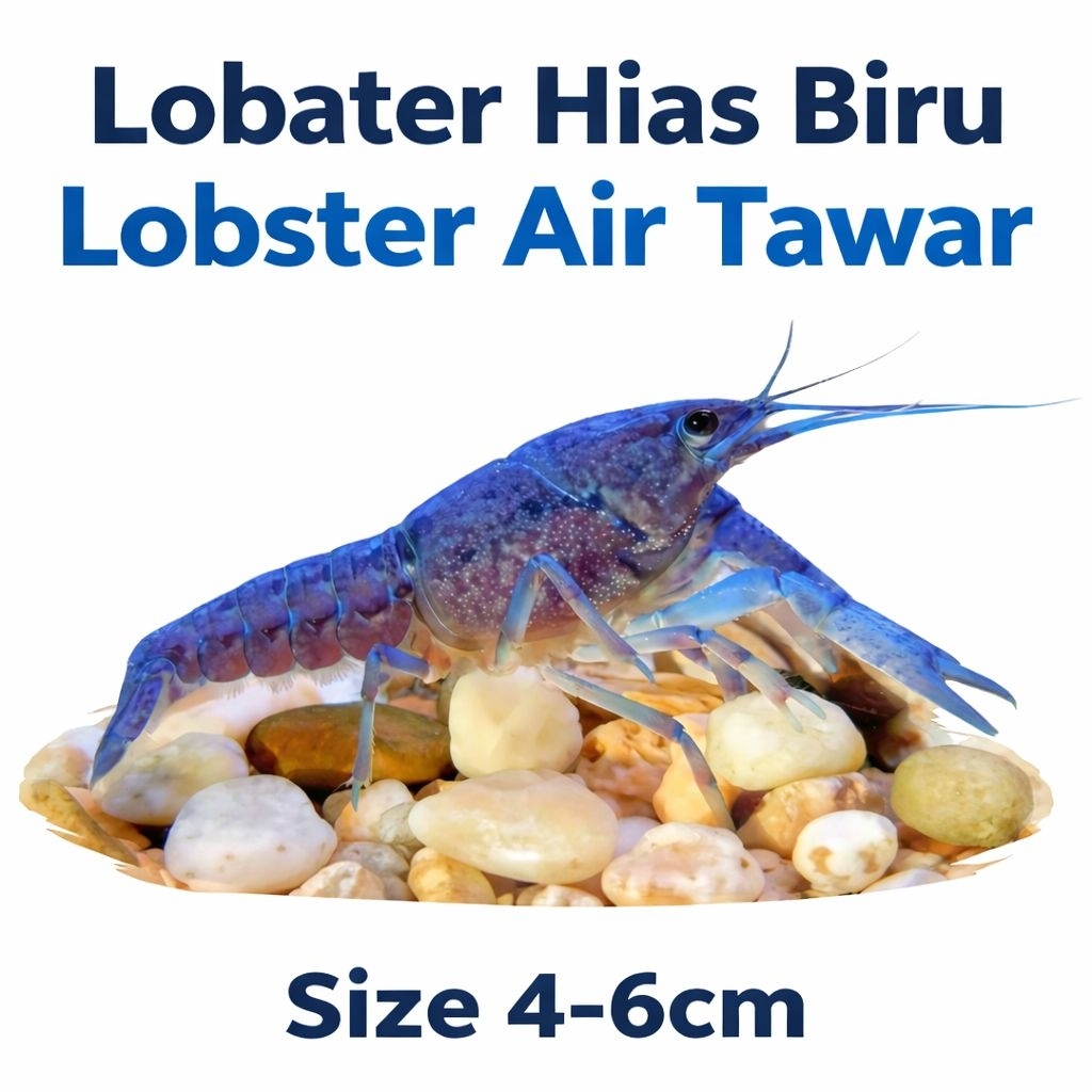 Lobster Hias Biru Lobster Air Tawar Hiasan Aquarium