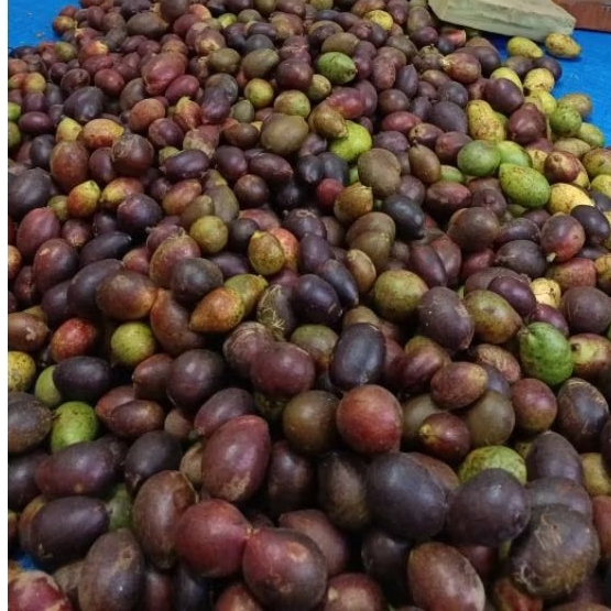 BUAH MATOA 1KG ASLI PATI