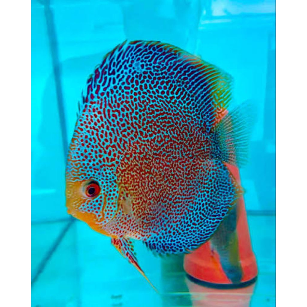 blue phantera scorpion hiasan aquarium discus