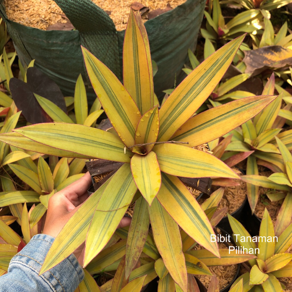 Tanaman hias adam hawa kuning