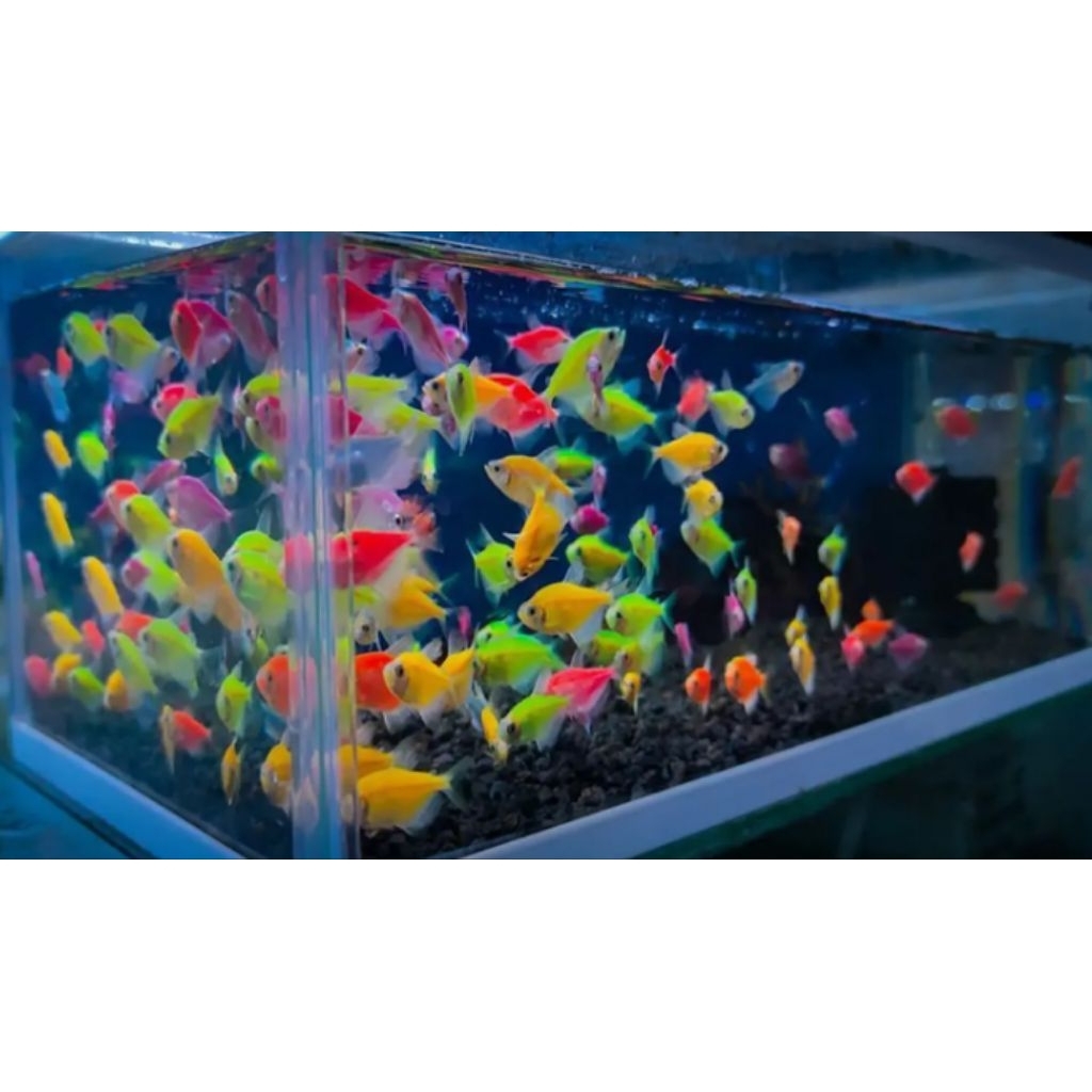 TERMURAH, tetra Warna-Warni/ glowfish isi 100ekor