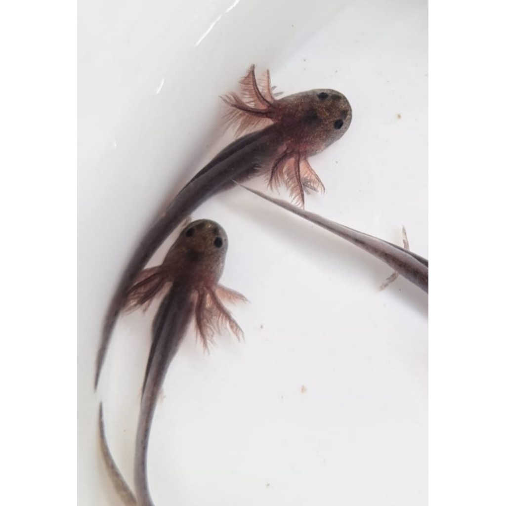 axolotl melanoid baby fish
