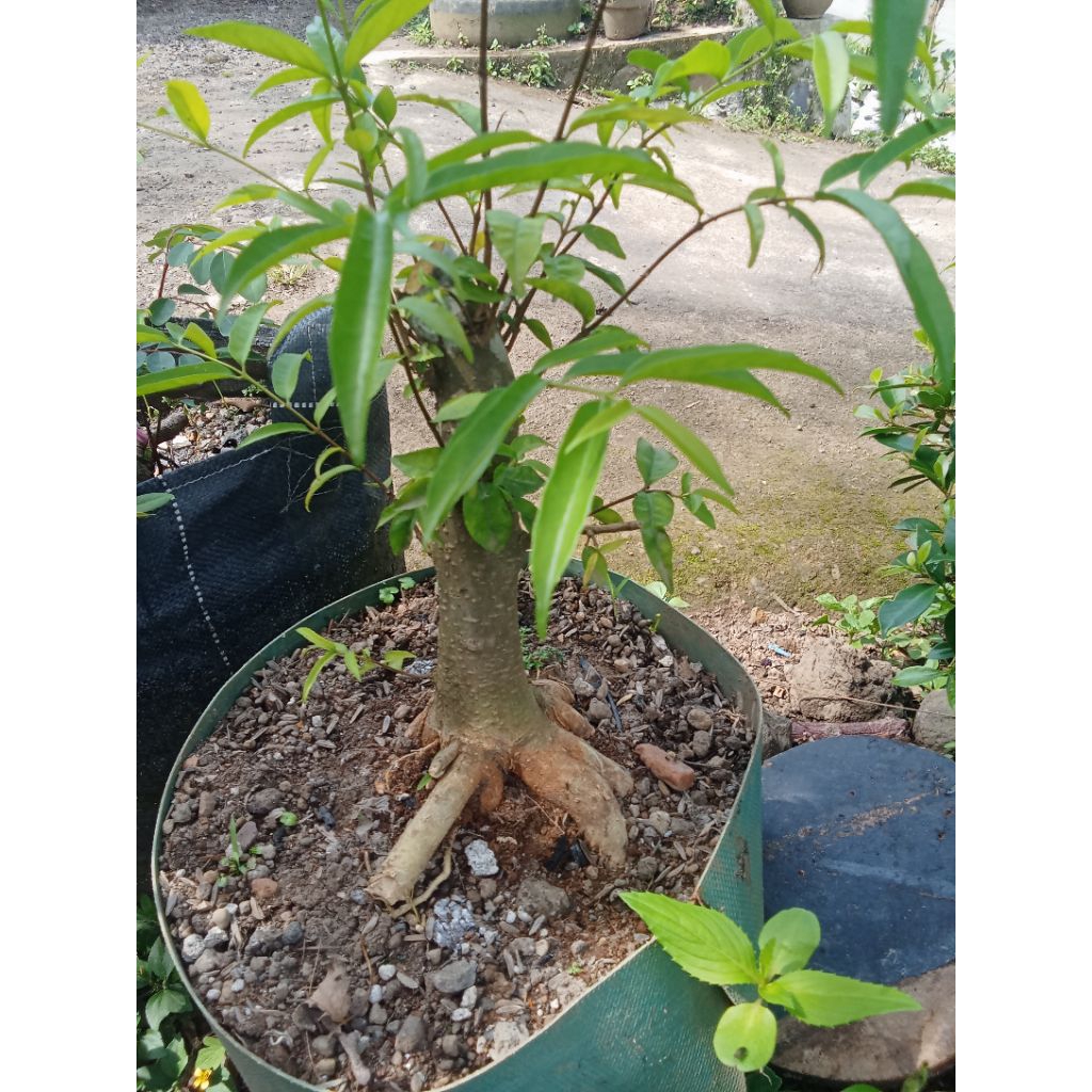 Bahan Bonsai Anting Putri - Anting Putri, Bonsai Anting Putri, Anput Bonsai