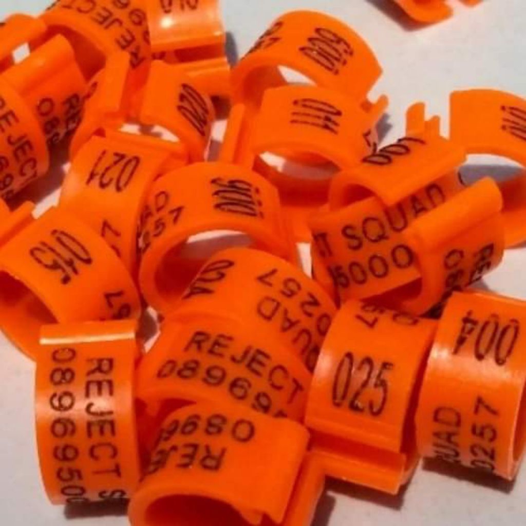 ring burung merpati klip dewasa 10 biji bisa custom nama