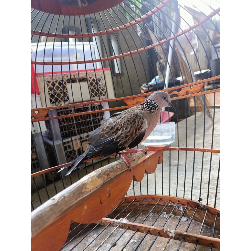 Tekukur derkuku kuk 4