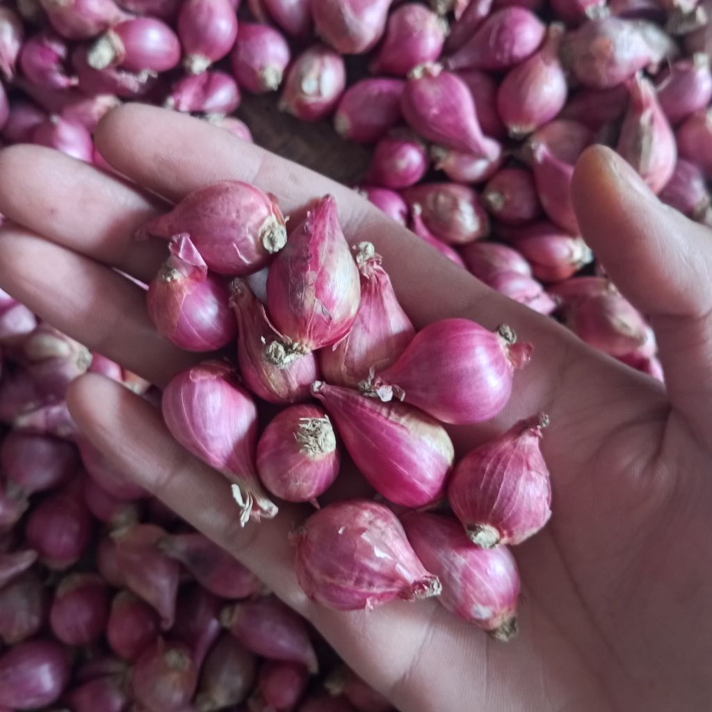 Bawang Merah Brebes Ukuran Sedeng 1Kg/500Gram Asli Petani Brebes