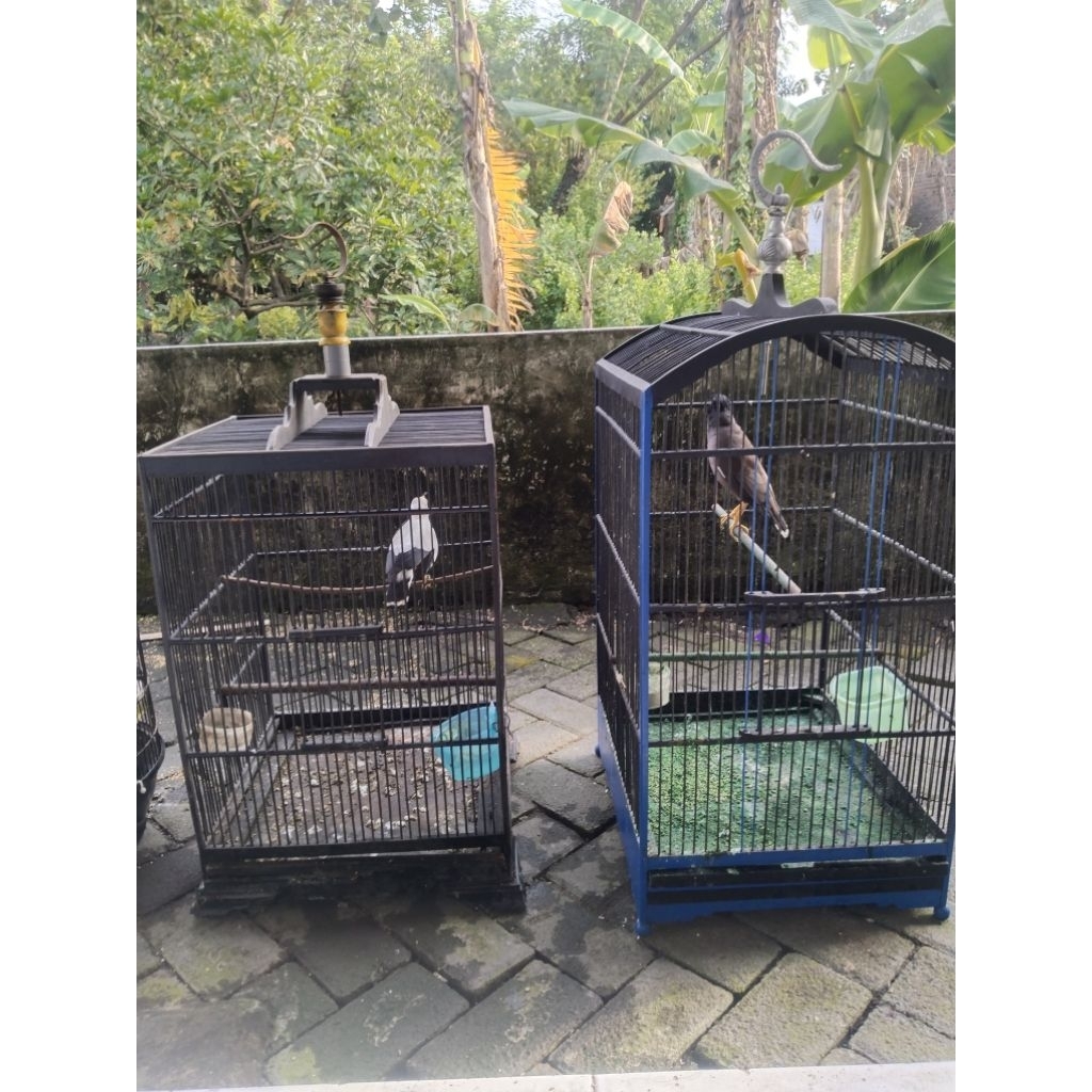 Borongan jalak nias dan jalput mulus mantap