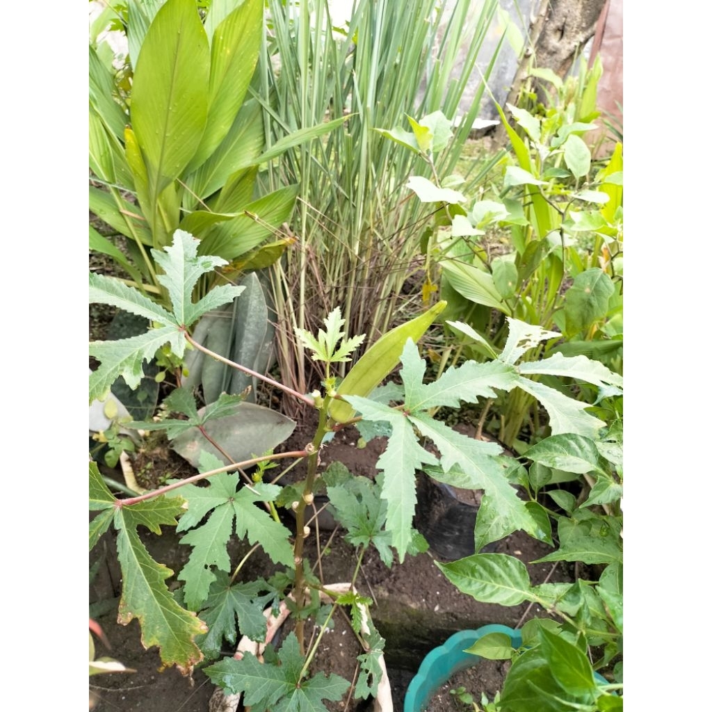 okra(sayur)