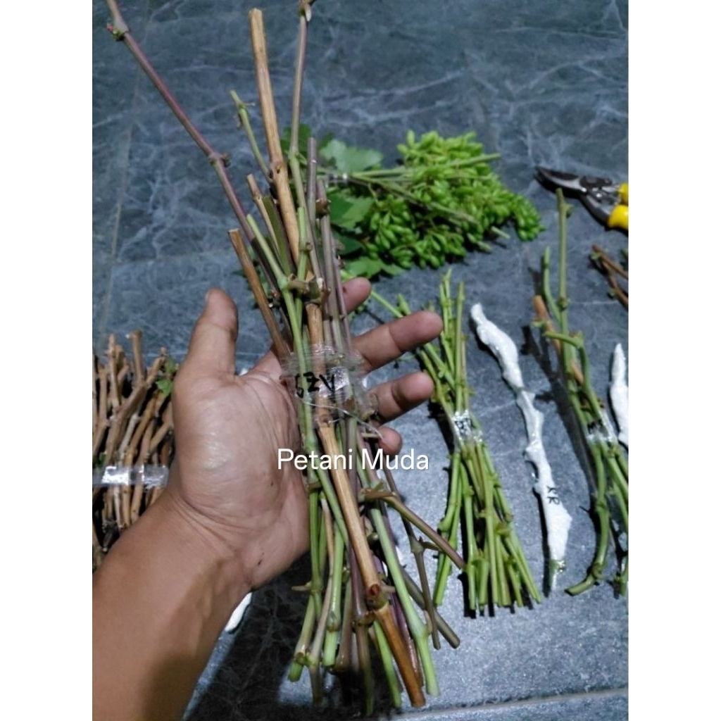 Entres Anggur Import (Asli/Valid)