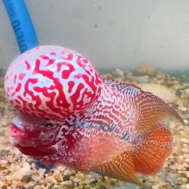 burayak louhan kamfa f2 super single ukuran 3-5cm
