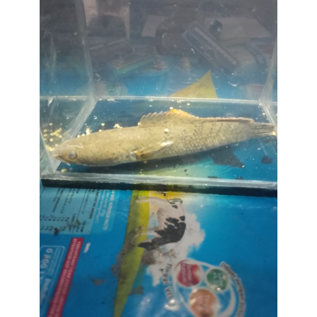 Channa Limbata Ikan Hias Air Tawar Ukuran 10-20 cm