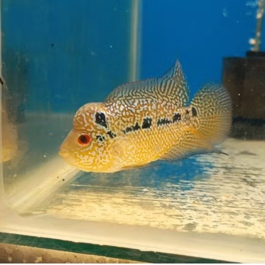 Premium Progress Ikan Louhan Golden Base Kamfa