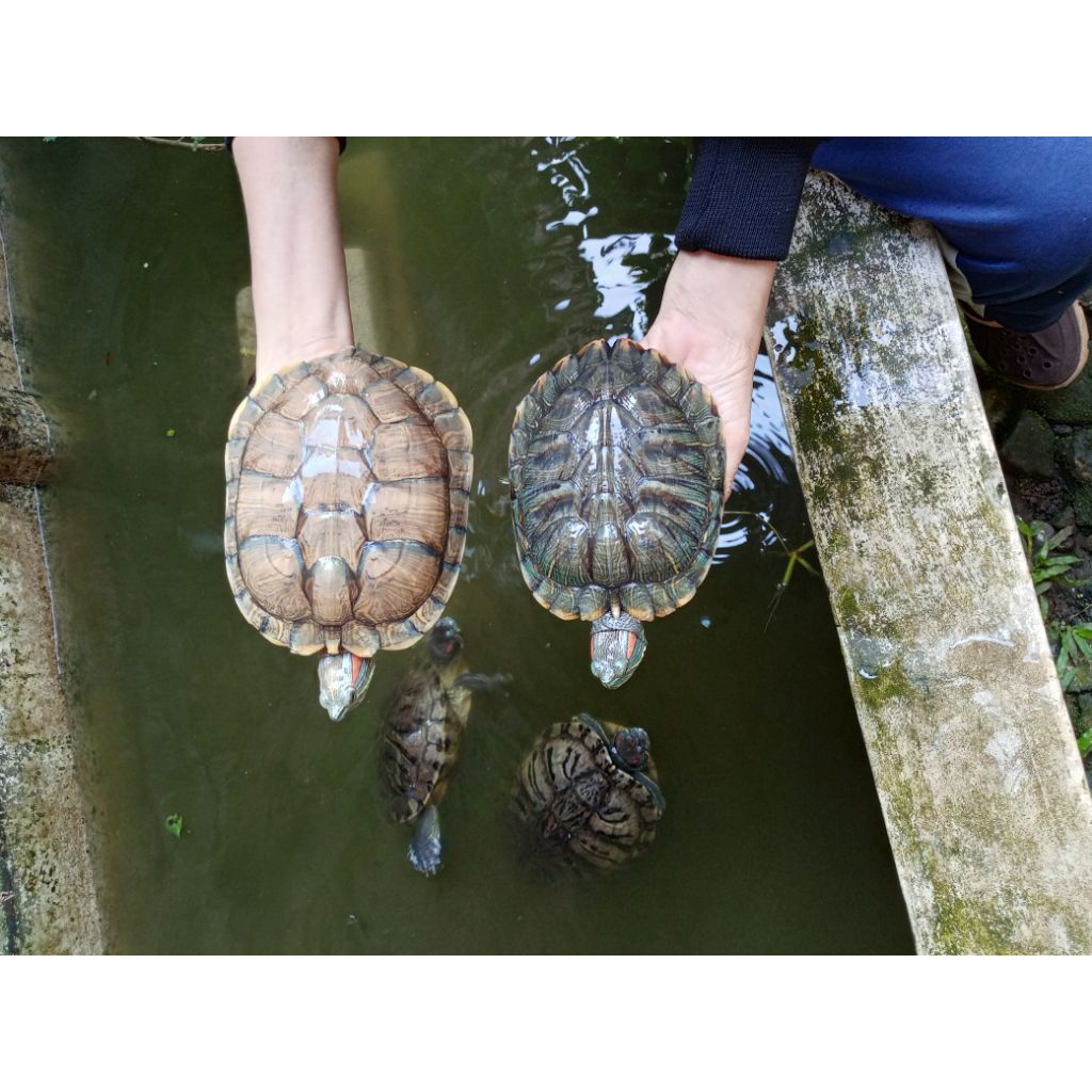 kura kura brazil jantan dewasa