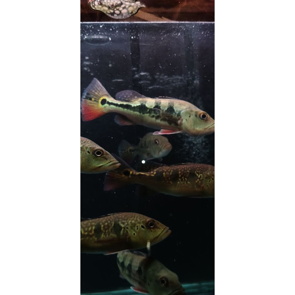 ikan pbas full pelet