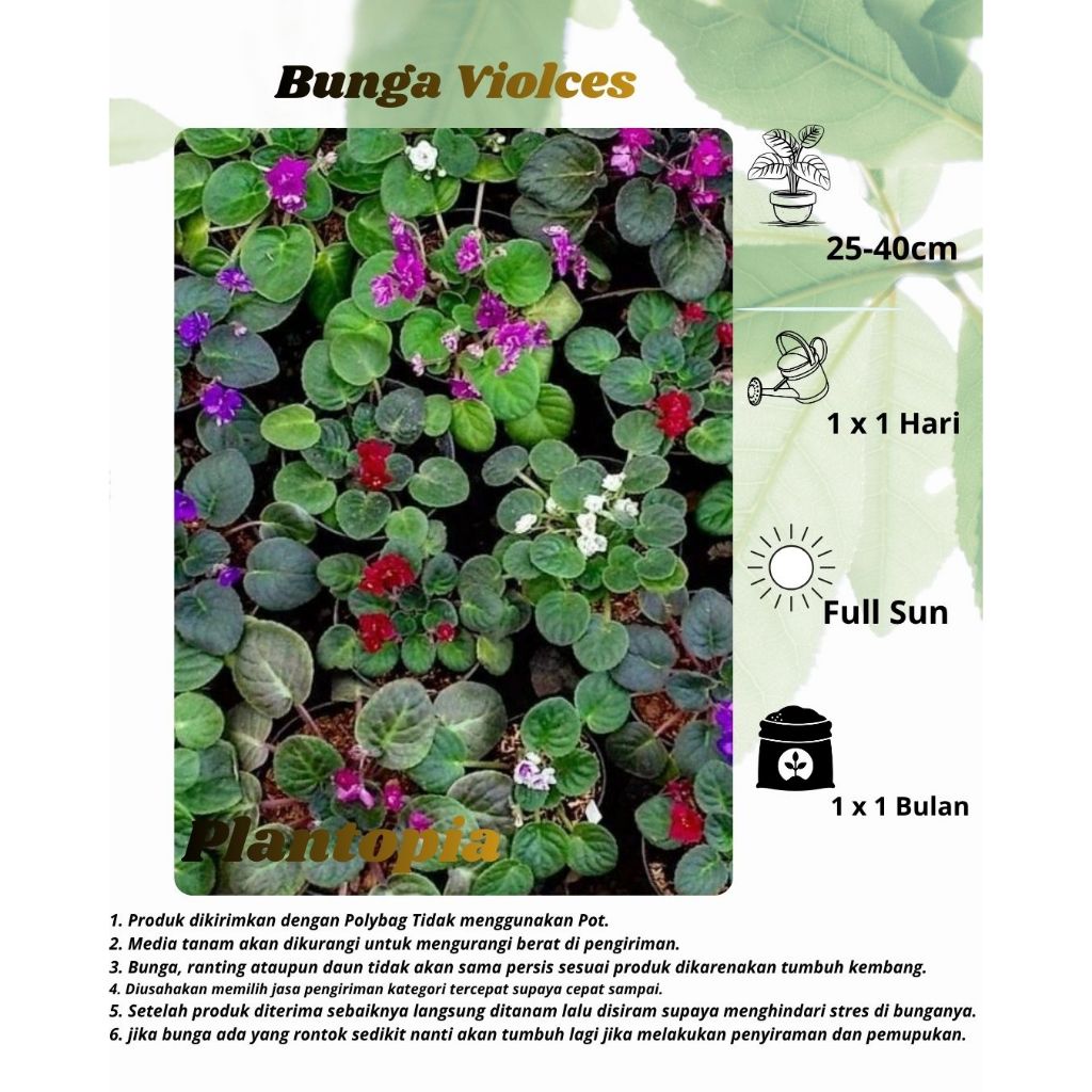 Bunga Violces - Tanaman Hias Bunga African Violet (Violet Afrika) Bervariasi Warna, Cocok Untuk Kole