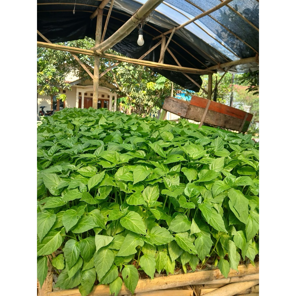 Bibit sayuran cabe rawit madun (siap tanam)