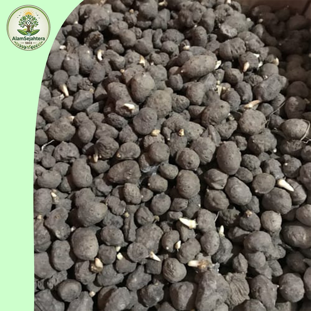 KATAK PORANG SUPER 1KG ISI 300-500 BIJI