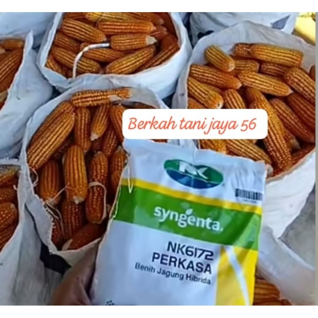 Grosir 1kg BENIH JAGUNG F2 DR SYNGENTA NK 6172 PERKASA SIAP TANAM