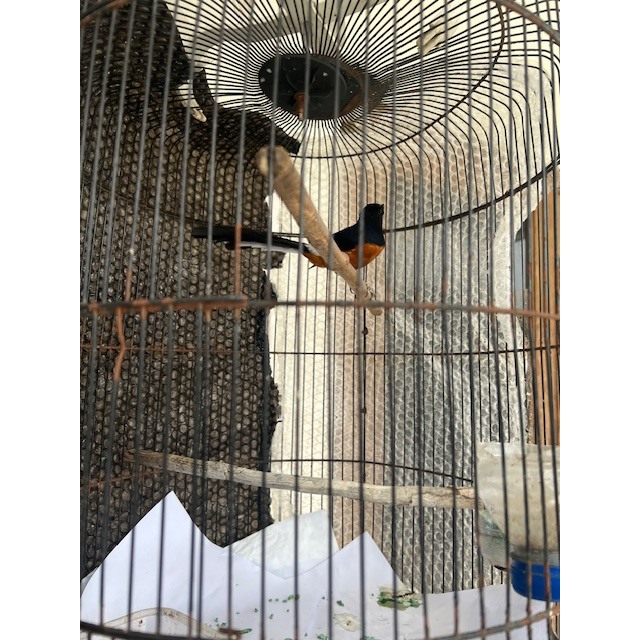 Burung Murai MH jantan bunyi bulu mulus (bajak laut) burja mata buta sebelah
