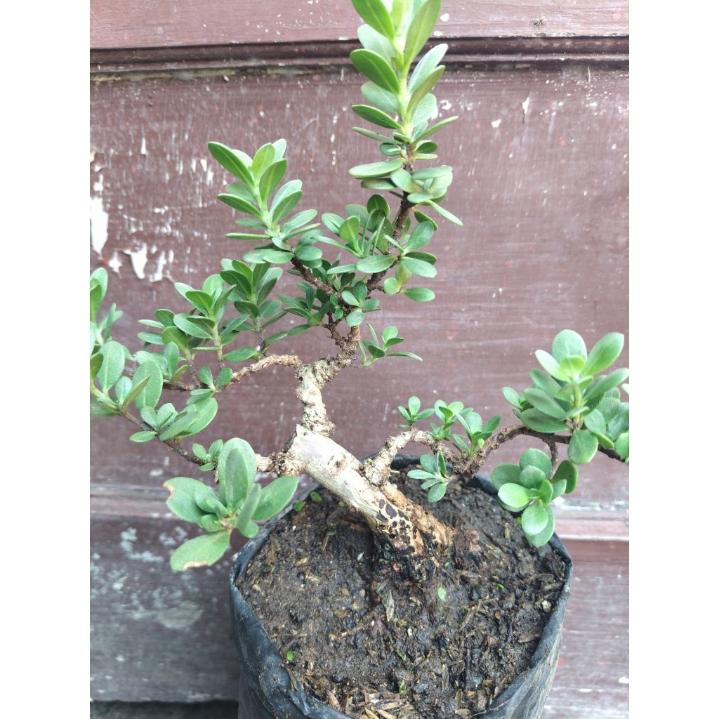 (sesuai gambar) santigi mawar daun bulat