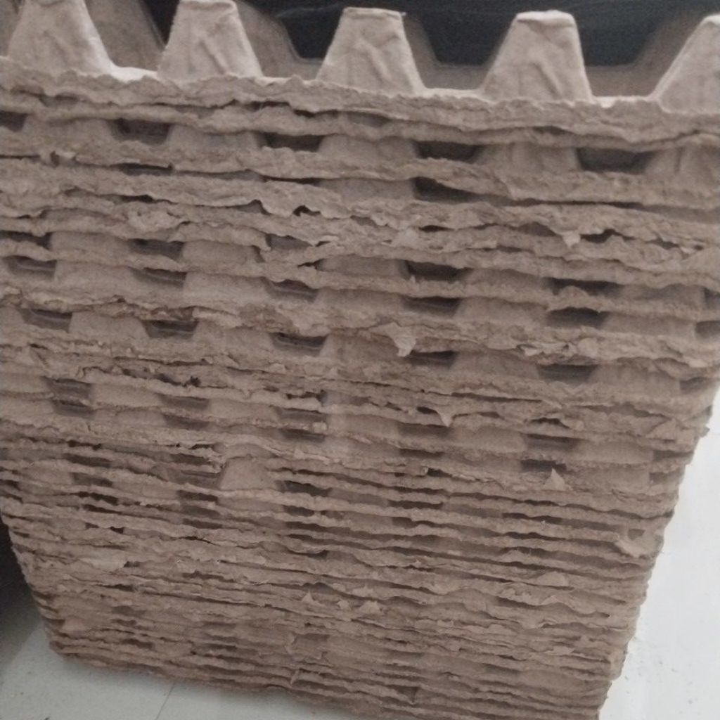 egg tray bekas rasa baru