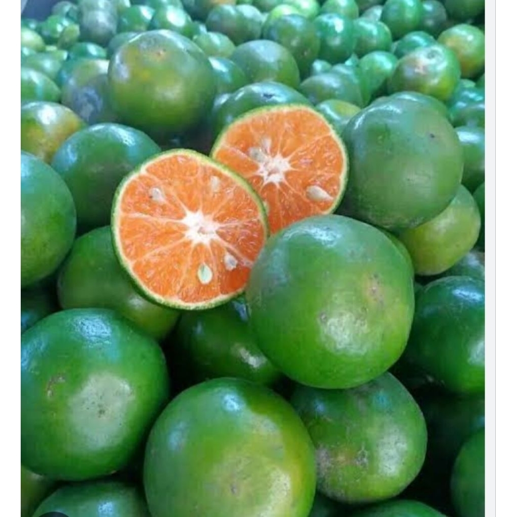 Jeruk peras asli Jember 1 kg