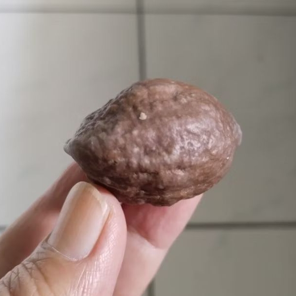 Kemiri Adu Muncang Adu Yanti Thanos Rajabatok Ori Size Besar